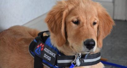 Photo of an assistance dog