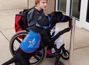 Photo of an assistance dog opening a door for a boy in a wheelchair